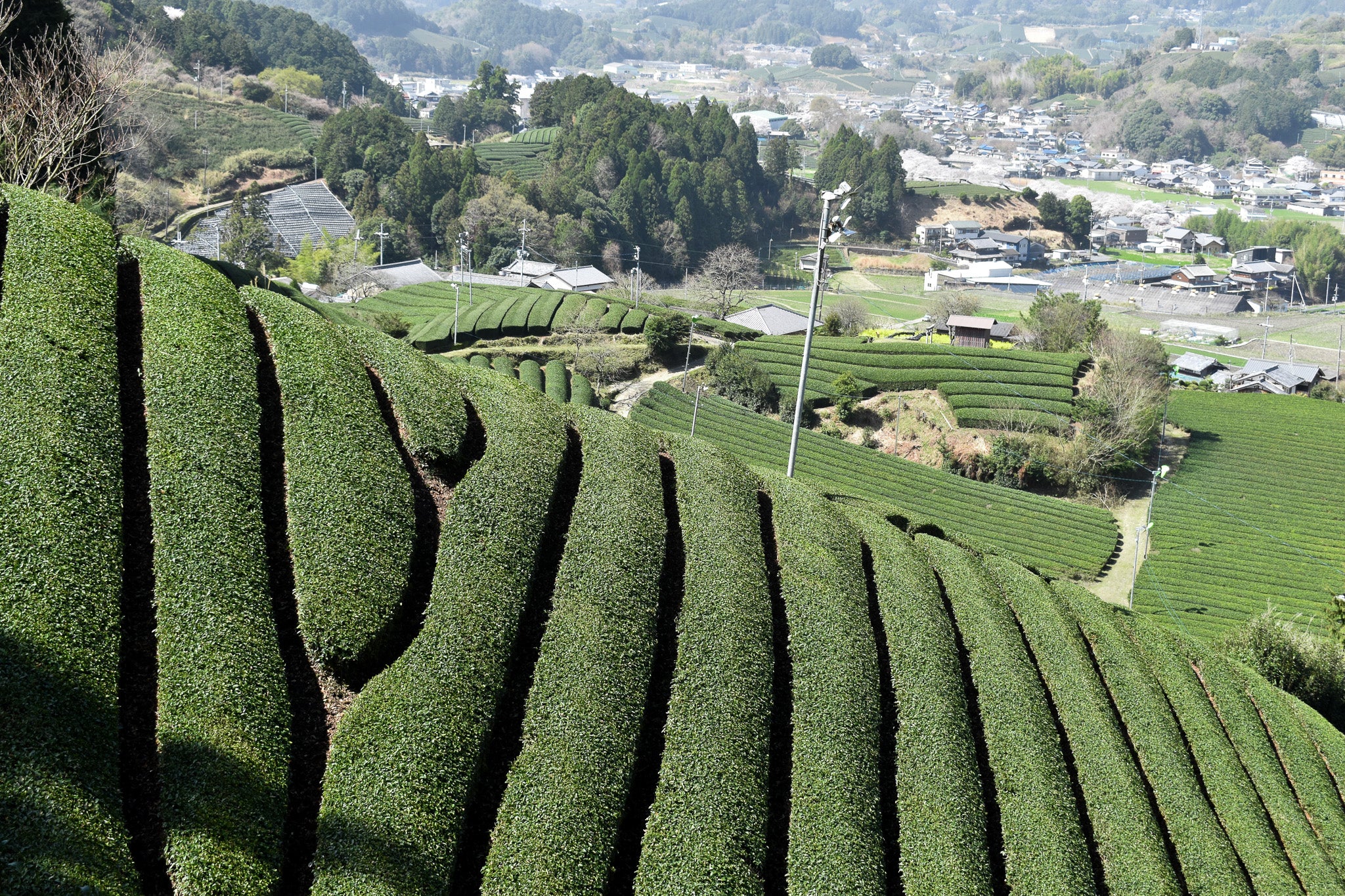 Azuma Tea Garden: Samidori no Ka - Image 4