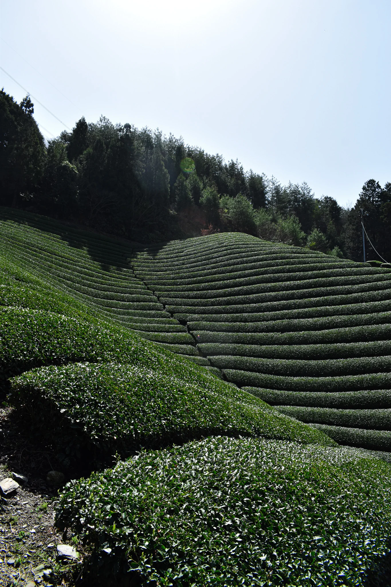 Azuma Tea Garden: Ipponmatsu - Okumidori Cultivar - Image 3