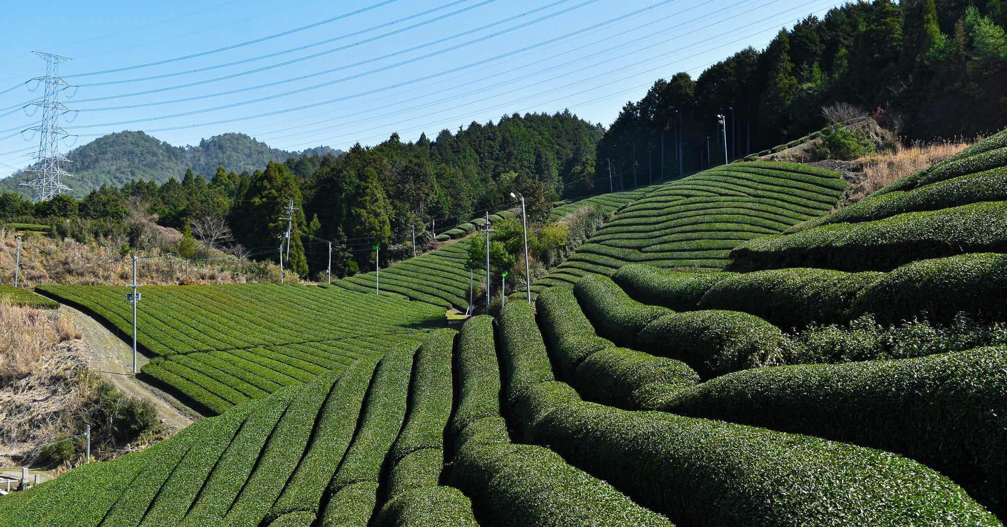 Azuma Tea Garden: Ipponmatsu - Okumidori Cultivar - Image 5