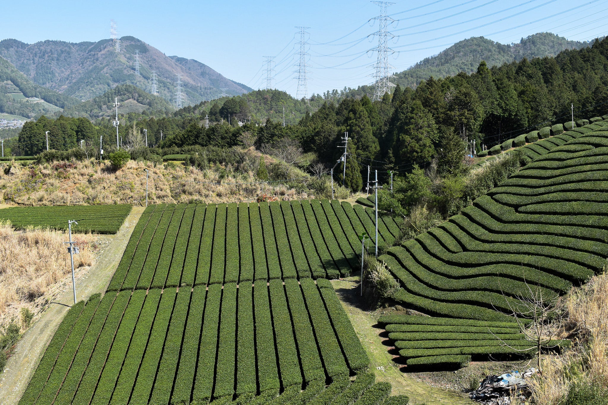 Azuma Tea Garden: Premium Kyoto Matcha-Infused Genmaicha - Image 6