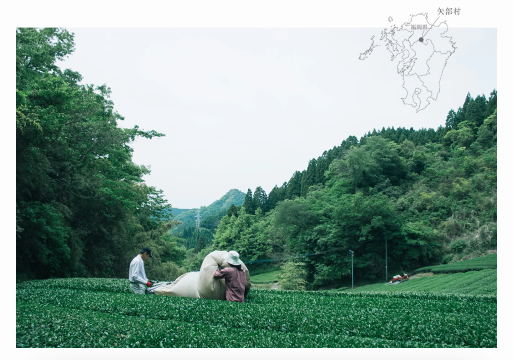 Chiyonoen Tea Garden: Gyokuro Shira-ore (Karigane Kukicha) - Image 4