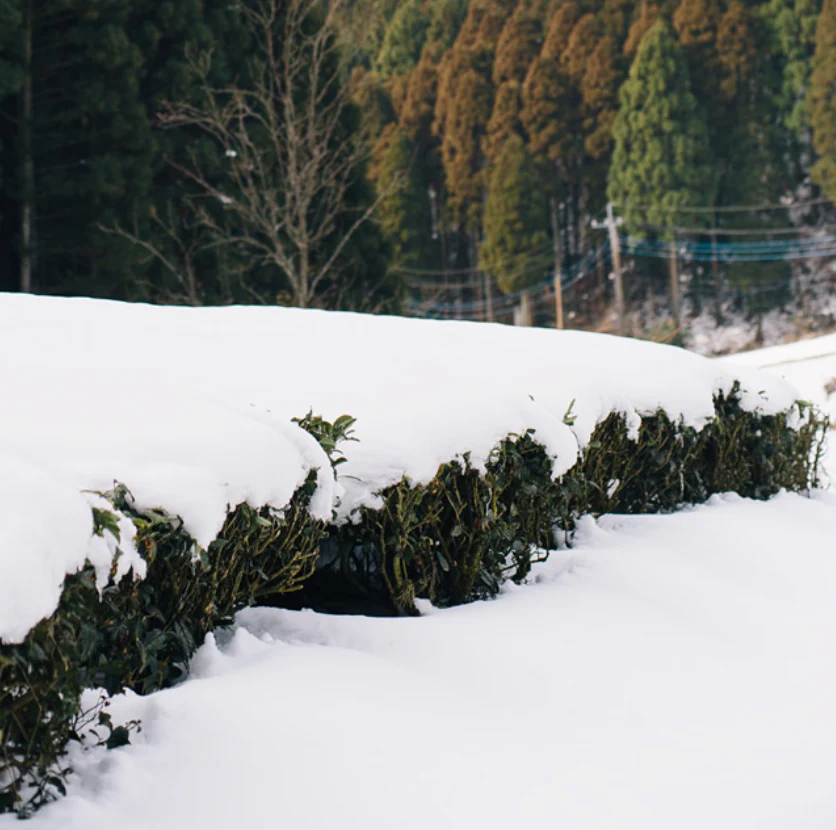 Chiyonoen Tea Garden: Gyokuro Shira-ore (Karigane Kukicha) - Image 5