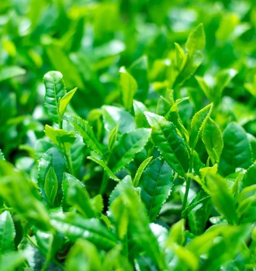 Chiyonoen Tea Garden: Gyokuro Shira-ore (Karigane Kukicha) - Image 6