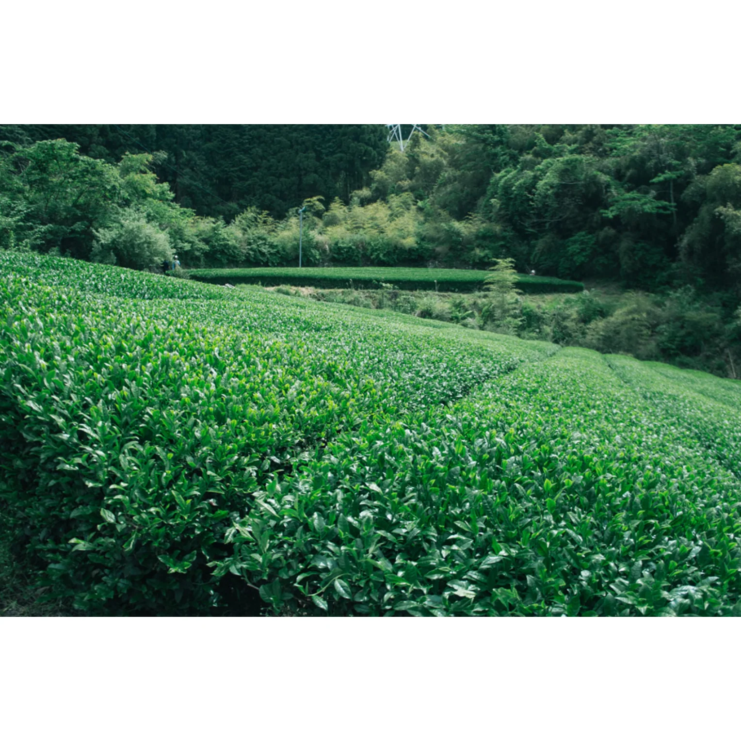 Chiyonoen Tea Garden: Snowing Mountain Yame Benifuuki Spring Black Tea - Image 5