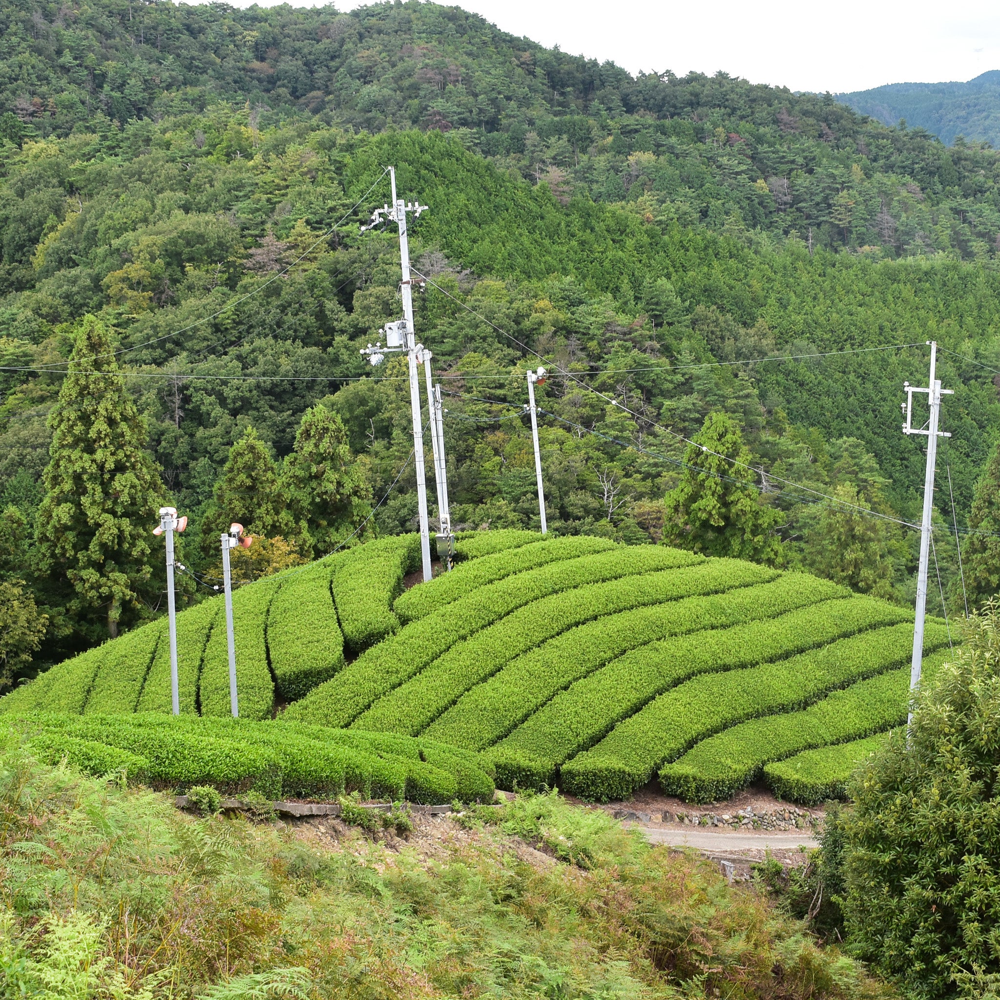 Uejima Tea Farm: Uji Kyotonabe Premium Gyokuro - Image 7