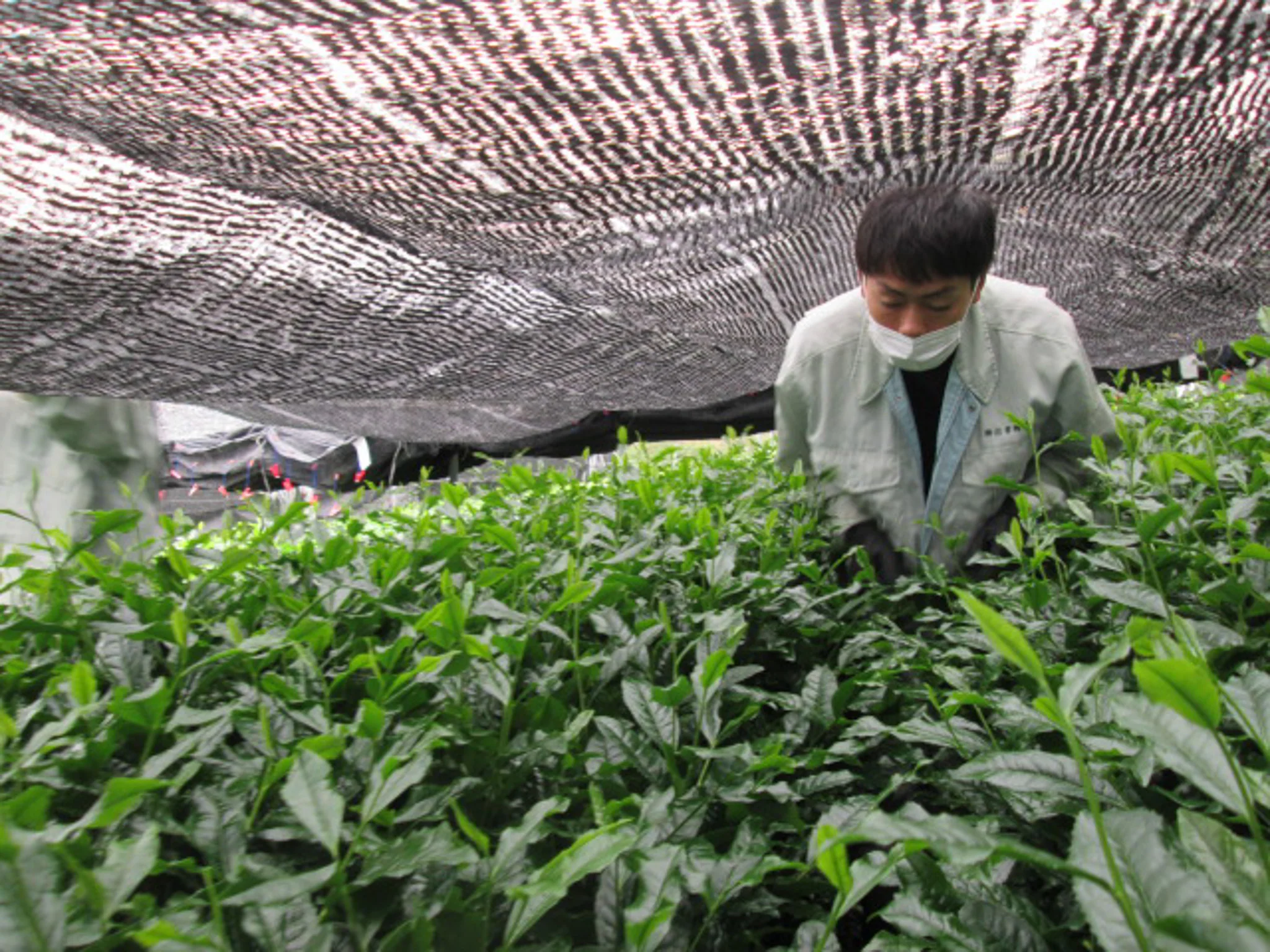 Izumo Seicha: Kiwami Izumocha Sencha 2025 - Image 6