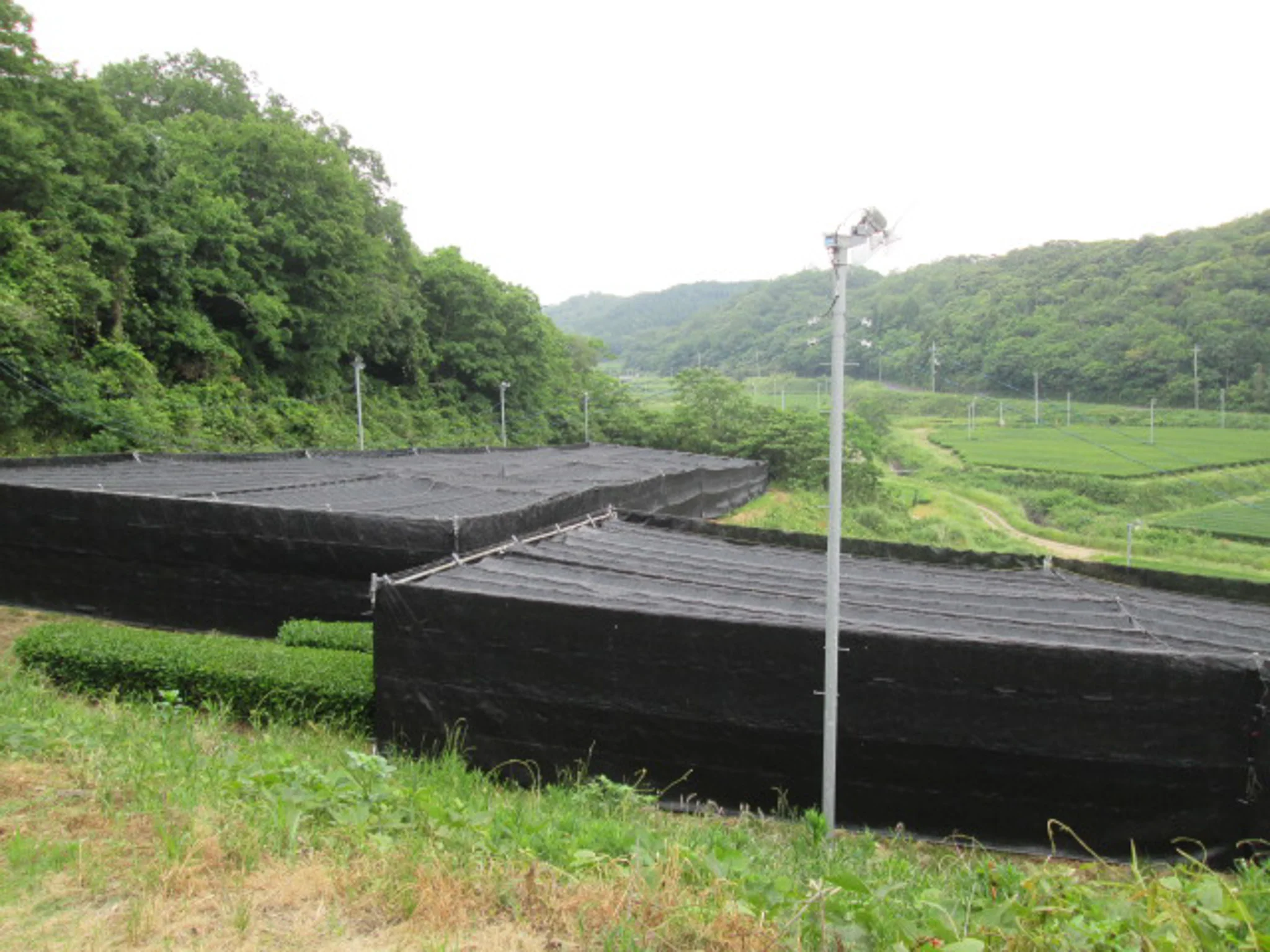 Izumo Seicha: Kiwami Izumocha Sencha 2025 - Image 7