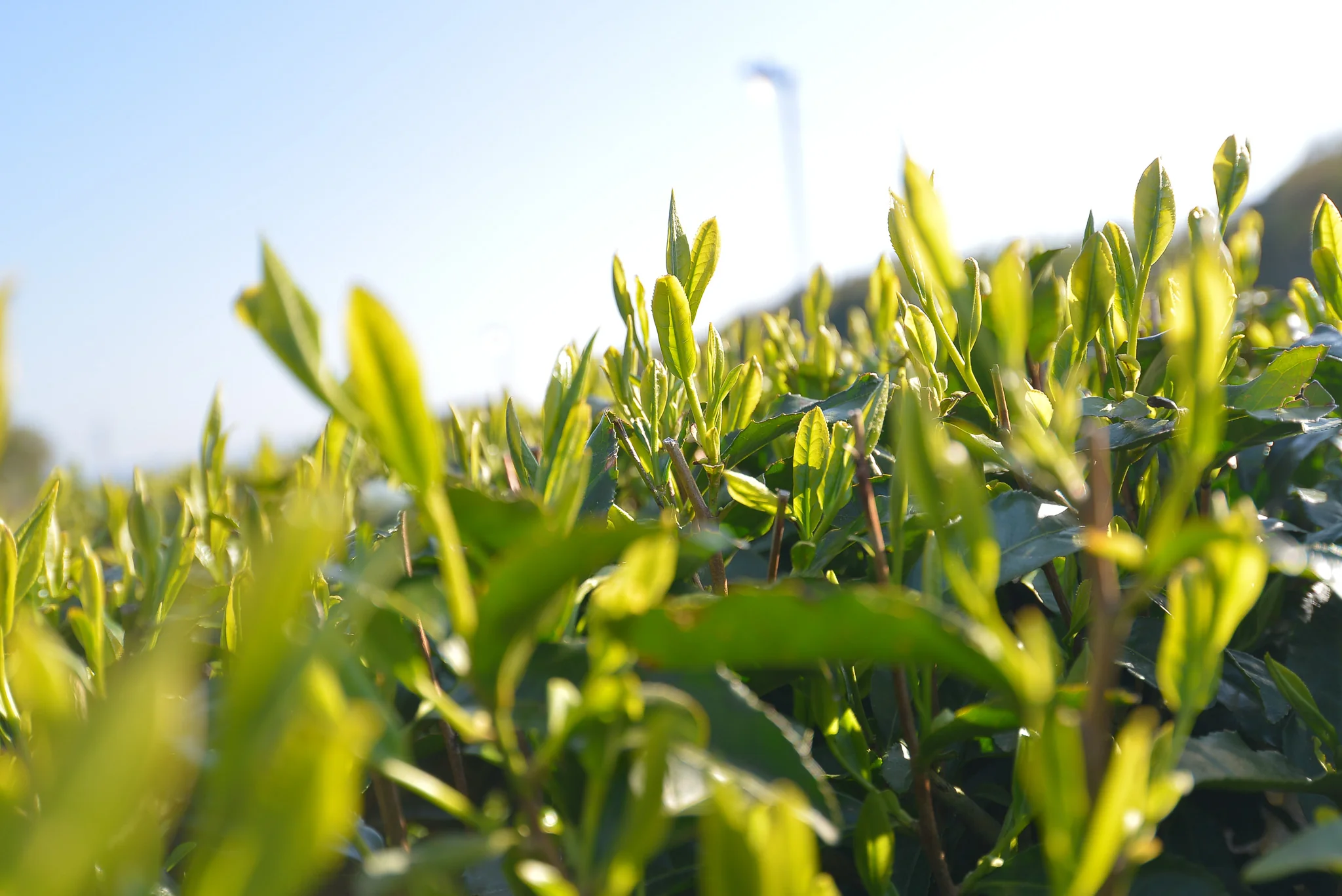 Izumo Seicha: Kiwami Izumocha Sencha 2025 - Image 9