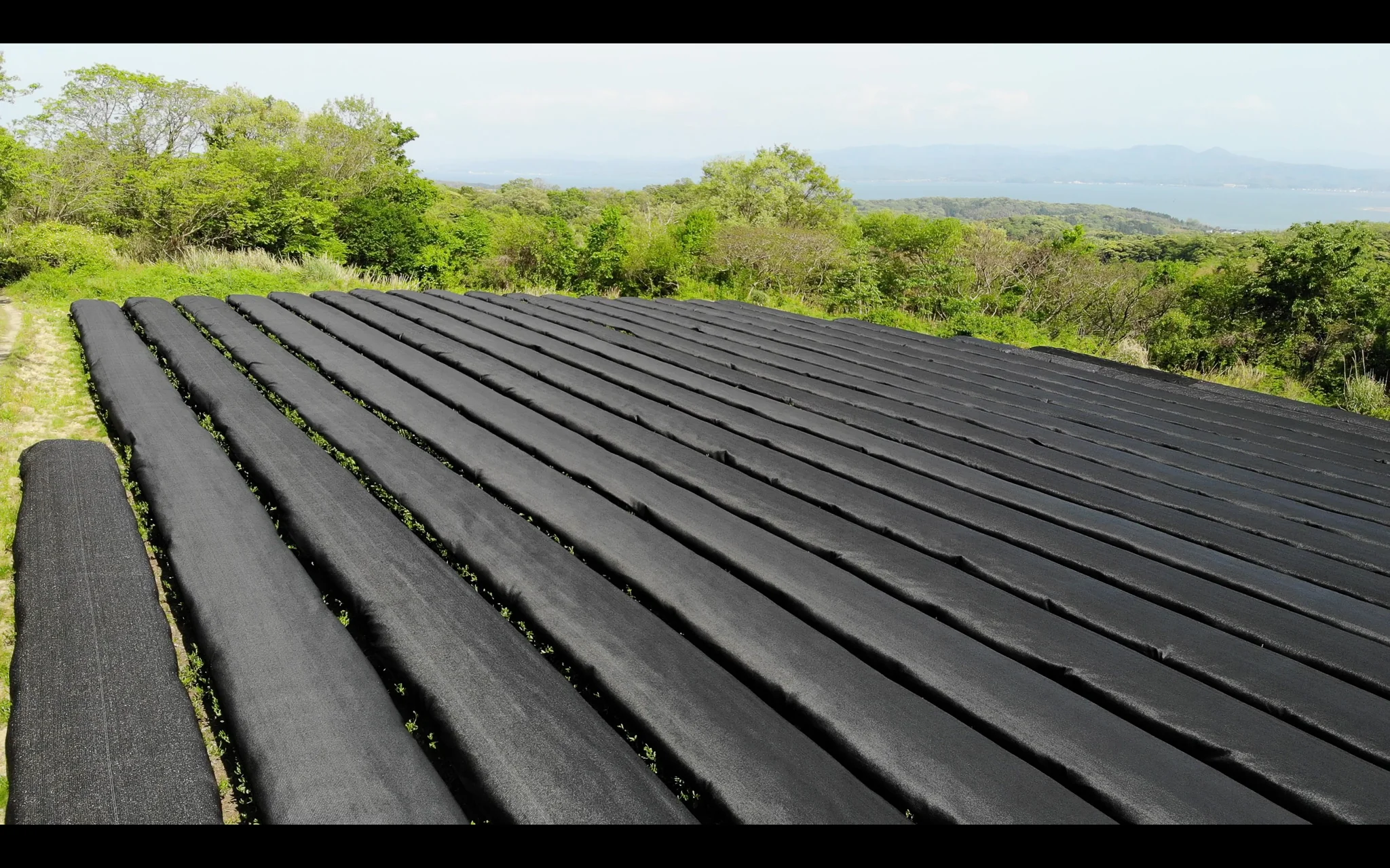 Izumo Seicha: Single Cultivar Saemidori Sencha 2025 - Image 5