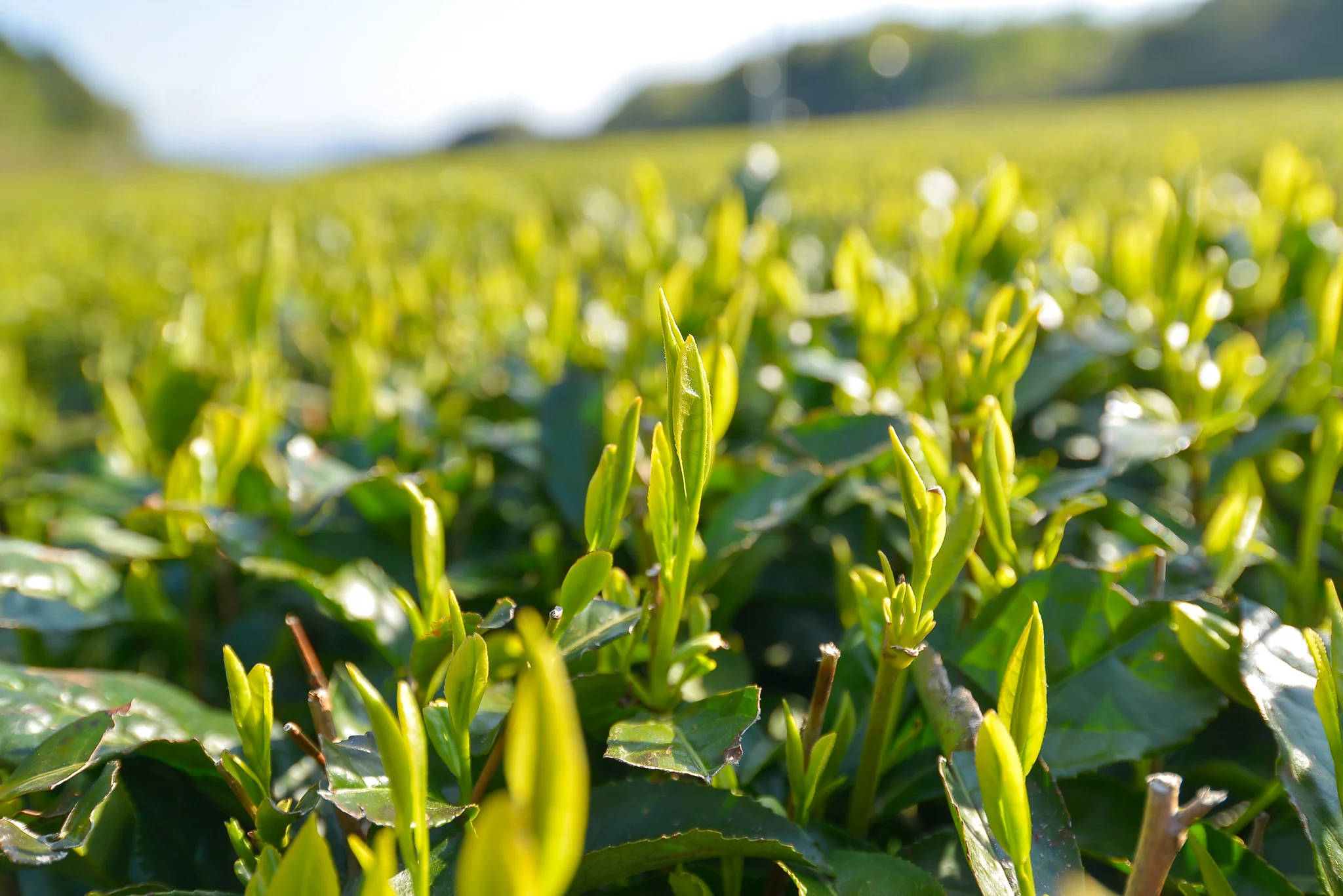 Izumo Seicha: Single Cultivar Saemidori Sencha 2025 - Image 7