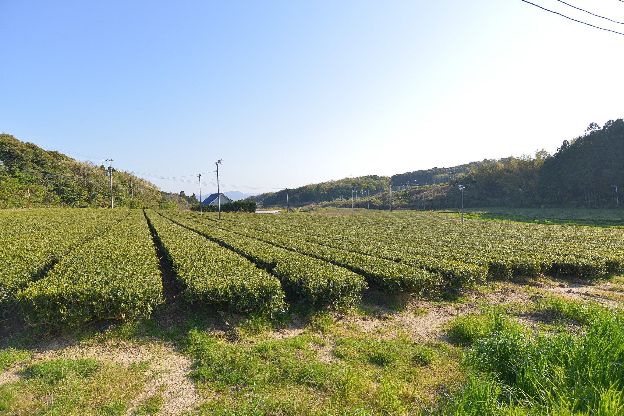 Izumo Seicha: Single Cultivar Saemidori Sencha 2025 - Image 8
