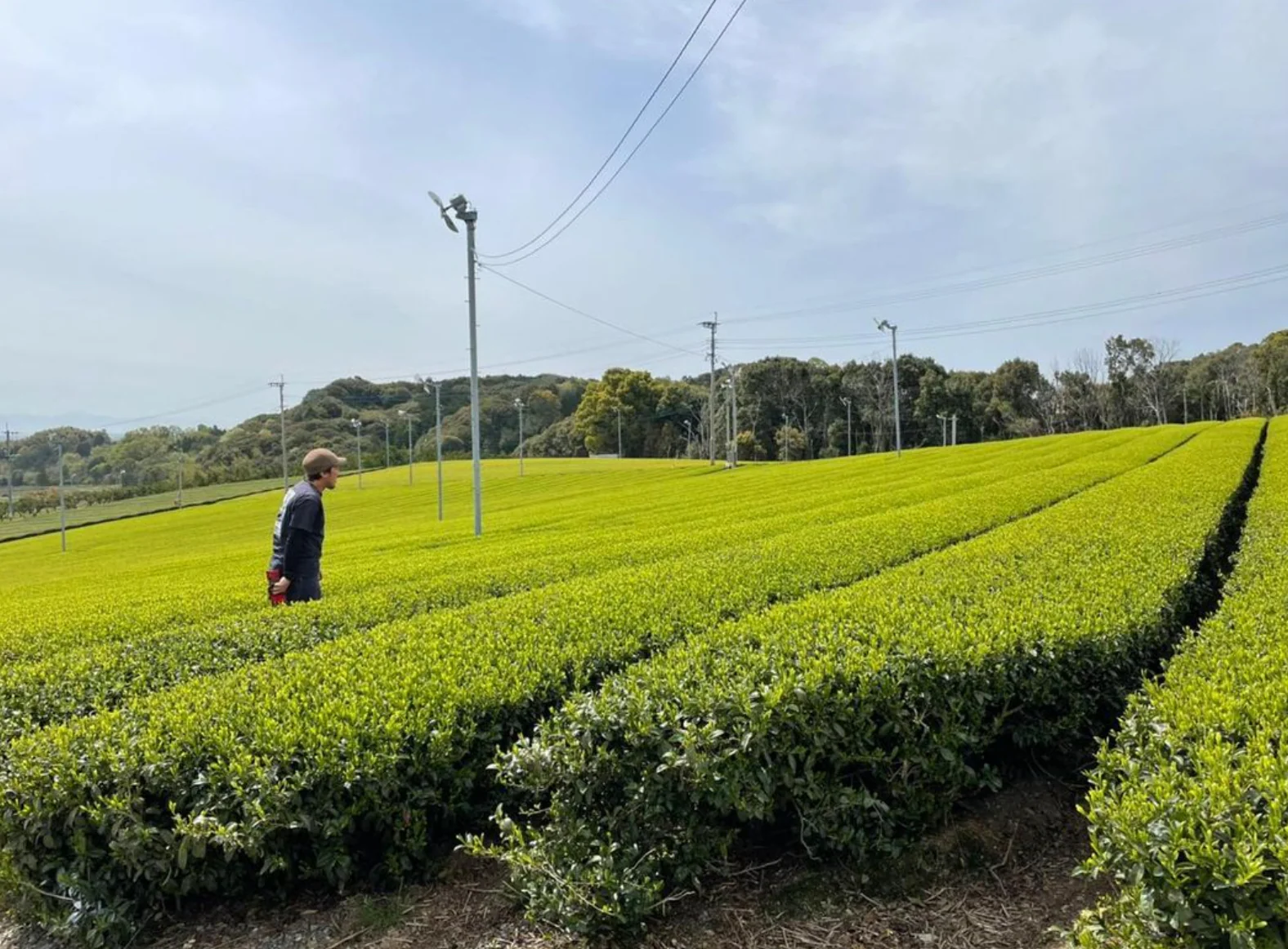 Kurihara Tea Farm: Shin - Premium Gyokuro 2025 - Image 3