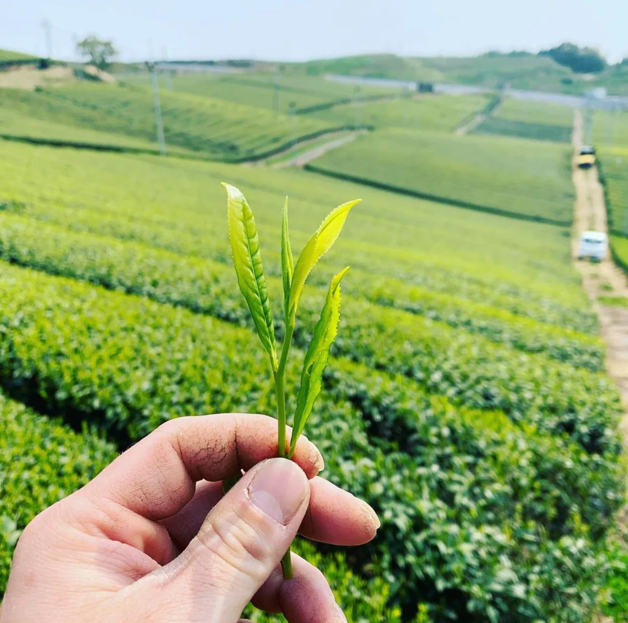 Kurihara Tea Farm: Takumi - Artisan Heritage Gyokuro 2025 - Image 4