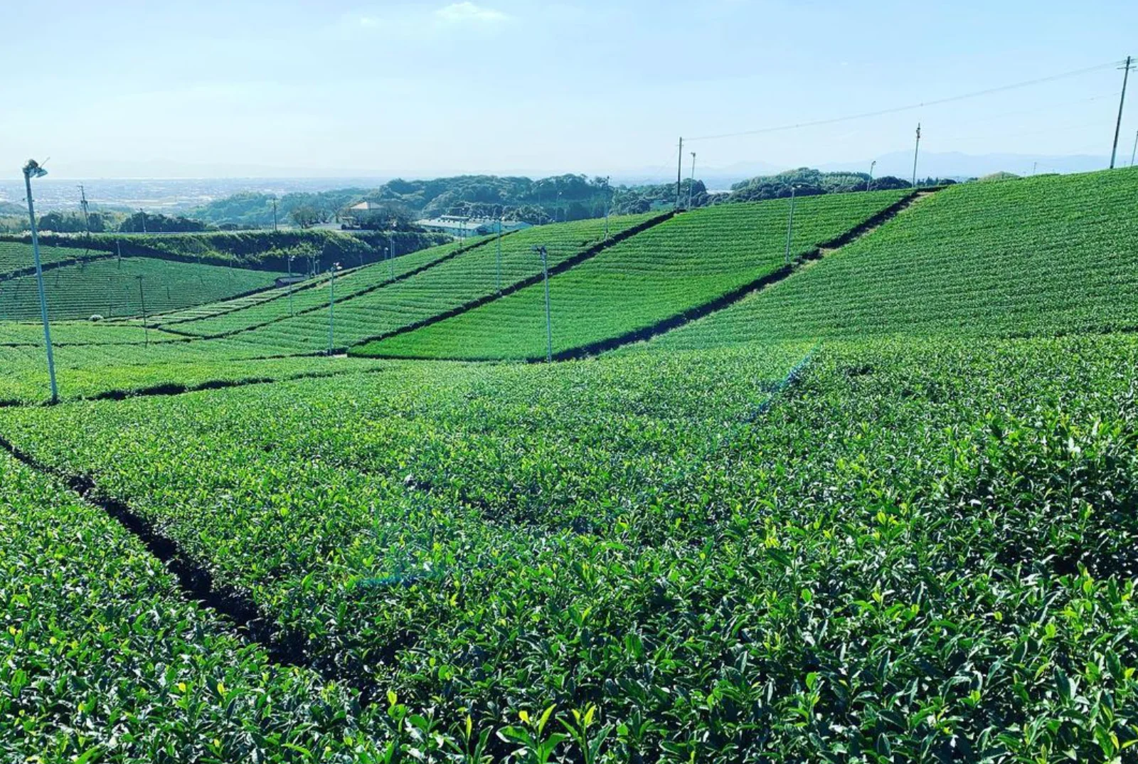 Kurihara Tea Farm: Takumi - Artisan Heritage Gyokuro 2025 - Image 5