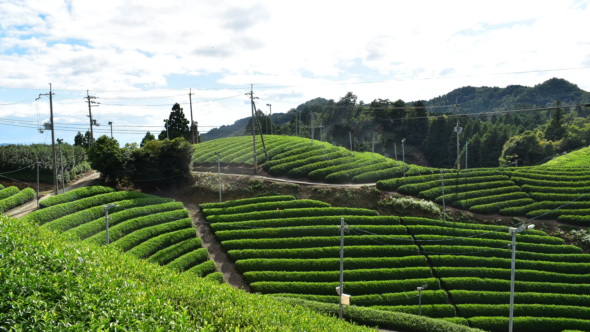 Uejima Tea Farm: Imperial Ceremonial Grade, Tempaku Matcha - Image 4