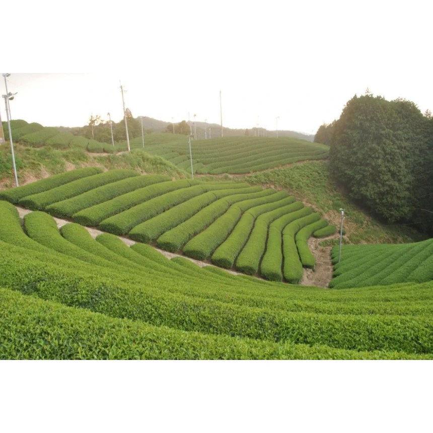 Uejima Tea Farm: Imperial Ceremonial Grade, Tempaku Matcha - Image 5