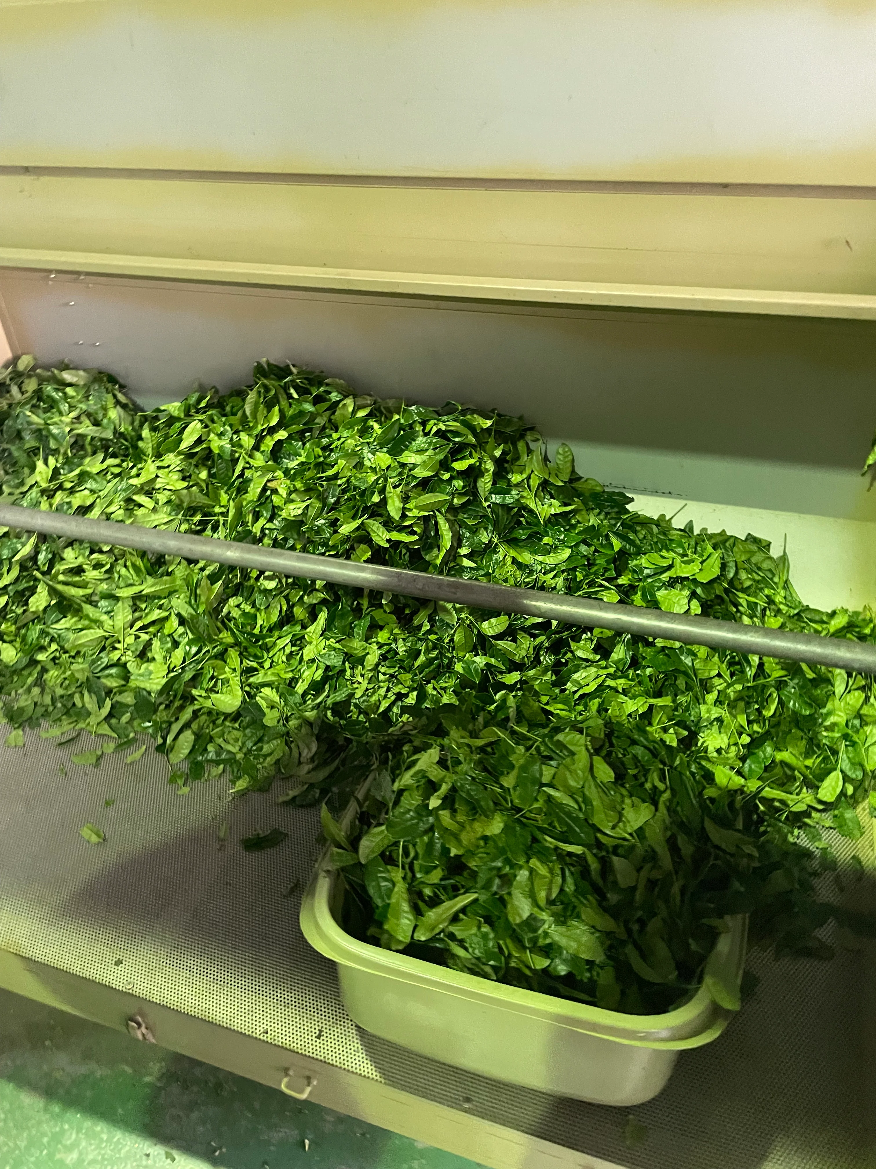 Uejima Tea Farm: Imperial Ceremonial Grade, Tempaku Matcha - Image 8