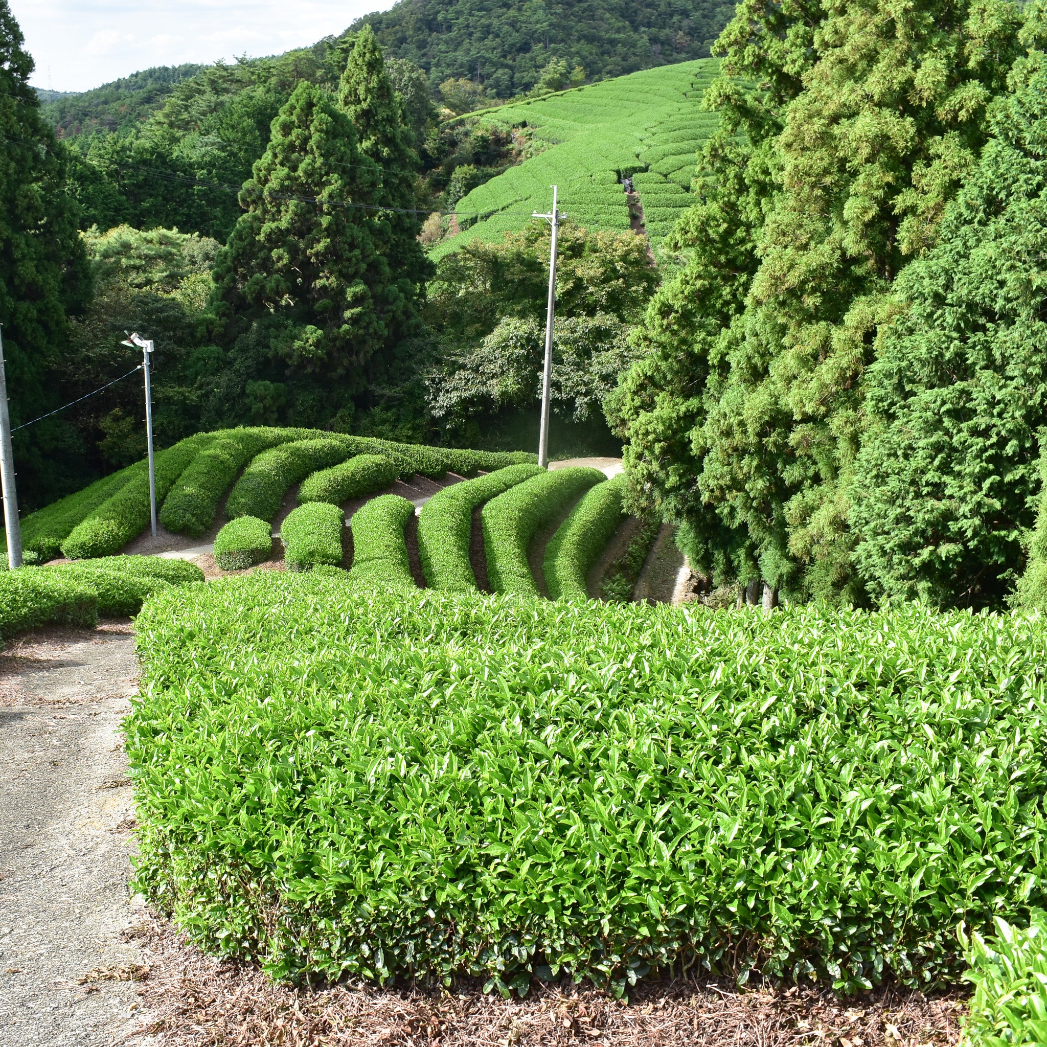 Uejima Tea Farm: Karigane - Gyokuro Kukicha - Image 4