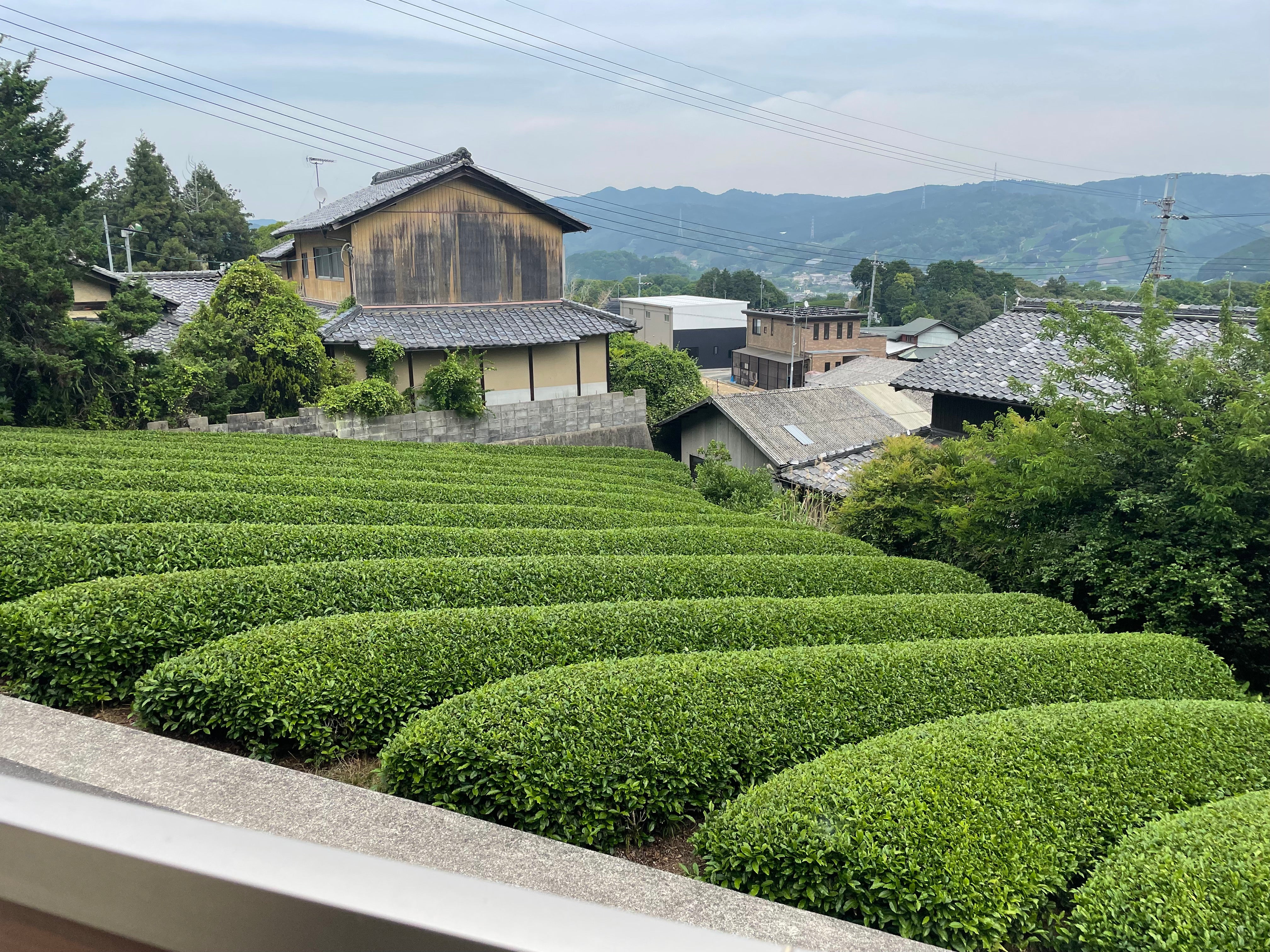 Uejima Tea Farm: Uji Kyotonabe Premium Gyokuro - Image 9